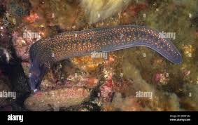 Image result for Muraena helena