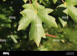 Attēlu rezultāti vaicājumam “Acer campestre leaf”