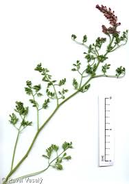 Image result for Fumaria officinalis
