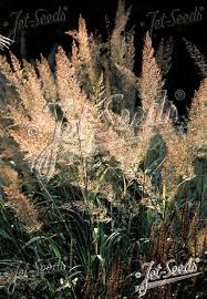 Attēlu rezultāti vaicājumam “Calamagrostis purpurea fruit”