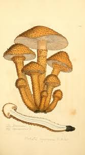 Attēlu rezultāti vaicājumam “Pholiota squarrosa”