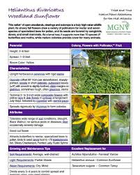 Attēlu rezultāti vaicājumam “Helianthus annuus fruit”