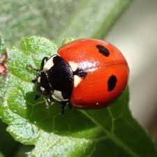 Attēlu rezultāti vaicājumam “Coccinella quinquepunctata”