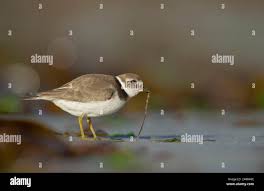 Attēlu rezultāti vaicājumam “Charadrius hiaticula adult”