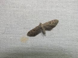 Attēlu rezultāti vaicājumam “Eupithecia pusillata”