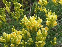 Image result for Linaria vulgaris
