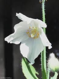 Image result for Meconopsis betonicifolia alba
