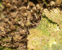 Attēlu rezultāti vaicājumam “Chaenotheca phaeocephala”