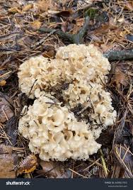 Attēlu rezultāti vaicājumam “Sparassis crispa”