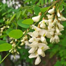 Attēlu rezultāti vaicājumam “Robinia pseudoacacia flower”