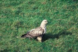 Attēlu rezultāti vaicājumam “Buteo lagopus”