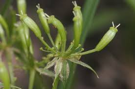 Image result for Chaerophyllum aureum
