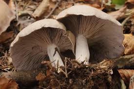 Attēlu rezultāti vaicājumam “Lepista sp.”