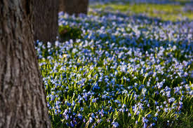 Attēlu rezultāti vaicājumam “Scilla siberica flower”