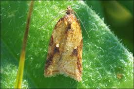 Attēlu rezultāti vaicājumam “Acleris aspersana”