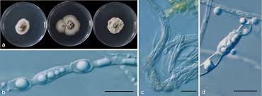 Attēlu rezultāti vaicājumam “Hyphodiscus hymeniophilus”