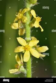 Attēlu rezultāti vaicājumam “Agrimonia eupatoria flower”