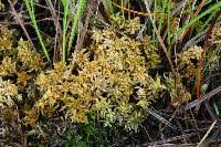 Attēlu rezultāti vaicājumam “Sphagnum platyphyllum”