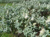 Attēlu rezultāti vaicājumam “Salix lapponum”