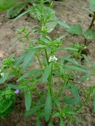 Attēlu rezultāti vaicājumam “Microrrhinum minus leaf”