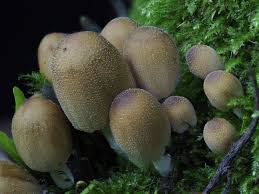 Attēlu rezultāti vaicājumam “Lignydium muscorum young”