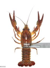 Attēlu rezultāti vaicājumam “Astacus astacus”