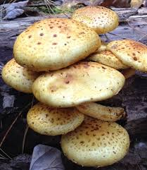 Attēlu rezultāti vaicājumam “Pholiota aurivella”