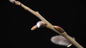 Attēlu rezultāti vaicājumam “Salix caprea bud”