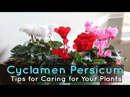 Image result for Cyclamen persicum