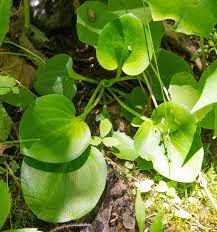 Attēlu rezultāti vaicājumam “Parnassiaceae”