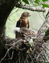 Attēlu rezultāti vaicājumam “Buteo buteo nest”