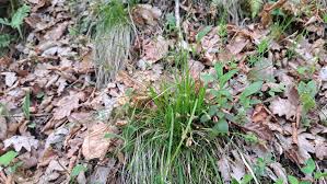 Attēlu rezultāti vaicājumam “Carex digitata”