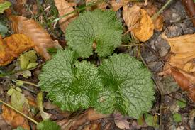 Attēlu rezultāti vaicājumam “Alliaria petiolata leaf”