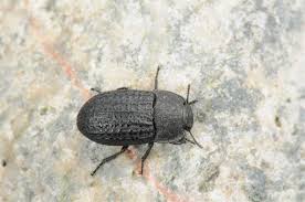 Attēlu rezultāti vaicājumam “Opatrum sabulosum”