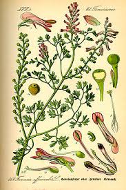 Image result for Fumaria officinalis