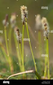 Attēlu rezultāti vaicājumam “Carex ericetorum”