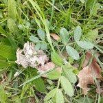 Attēlu rezultāti vaicājumam “Vicia lathyroides leaf”