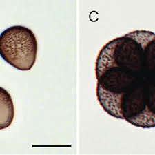 Attēlu rezultāti vaicājumam “Diachea leucopodia spores”