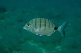Image result for Diplodus cadenati