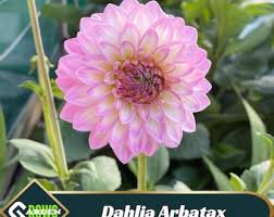 Image result for Dahlia x pinnata `Decorative Giants`