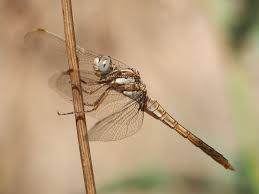 Attēlu rezultāti vaicājumam “Orthetrum brunneum”