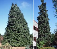 Attēlu rezultāti vaicājumam “Chamaecyparis lawsoniana”