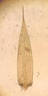 Attēlu rezultāti vaicājumam “Isothecium myosuroides”