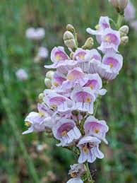 Image result for Penstemon