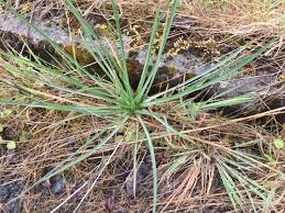 Attēlu rezultāti vaicājumam “Tragopogon pratensis subsp. pratensis bud”
