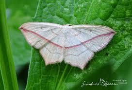 Attēlu rezultāti vaicājumam “Timandra comae”