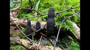 Attēlu rezultāti vaicājumam “Xylaria polymorpha”