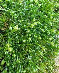 Attēlu rezultāti vaicājumam “Sagina procumbens”