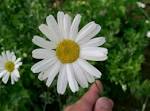 File:<b>Tanacetum</b> cinerariifolium1.jpg - Wikimedia Commons