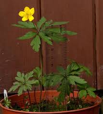 Attēlu rezultāti vaicājumam “Anemone ranunculoides leaf”